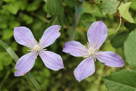 staudenclematis arabella|Staudenclematis: Tipps zum Pflanzen & Pflegen